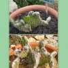 Euphorbia subulata f.crist